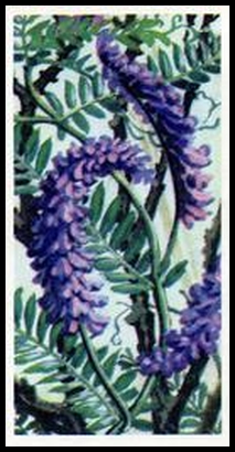 43 Tufted Vetch